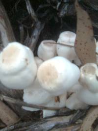 Leucocoprinus cepistipes image