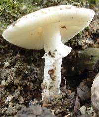 Amanita tuza image