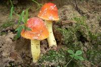 Amanita parcivolvata image