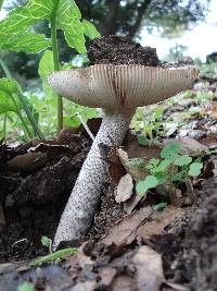 Amanita protecta image