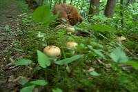 Russula laurocerasi image