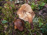 Phaeocollybia lugubris image