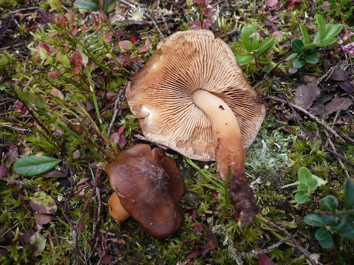 Phaeocollybia lugubris image