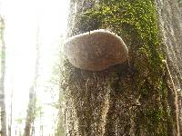 Phellinus tremulae image