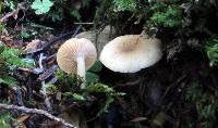 Lactarius cinereus image