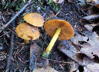 Cortinarius semisanguineus image