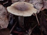 Russula sororia image