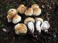 Hygrophorus tennesseensis image