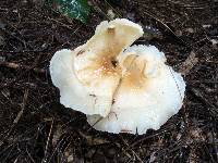 Hygrophorus tennesseensis image