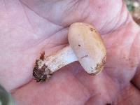 Pholiota lenta image