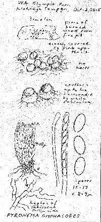 Pyronema omphalodes image