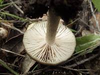 Entoloma prunuloides image