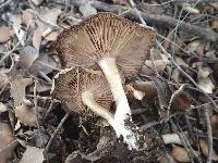 Entoloma prunuloides image