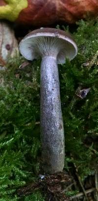 Lactarius pseudomucidus image