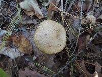 Suillus viscidus image