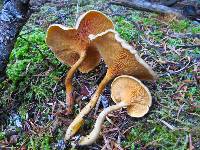 Hygrophoropsis aurantiaca image