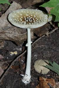 Amanita multisquamosa image