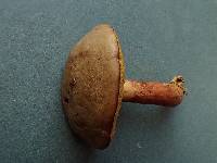 Boletus subtomentosus image