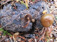 Psilocybe coprophila image