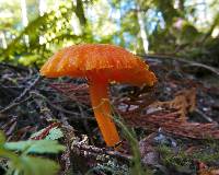 Hygrocybe squamulosa image