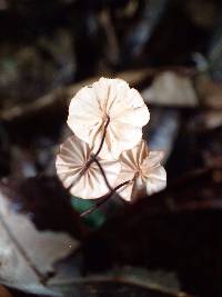Marasmius longisporus image