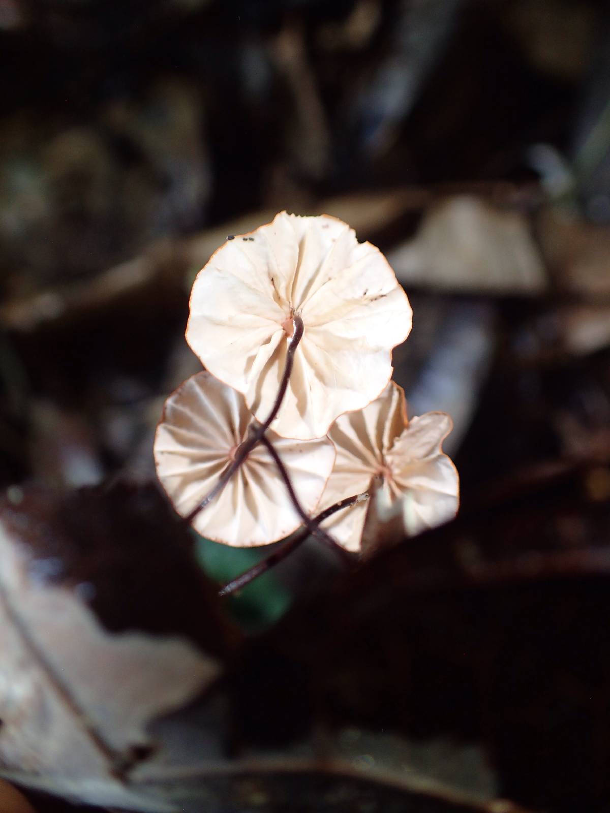 Marasmius longisporus image