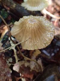 Marasmius leveilleanus image