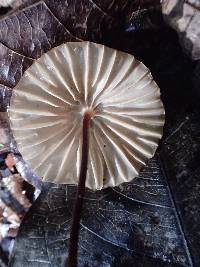 Marasmius leveilleanus image