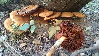 Gymnopilus ventricosus image