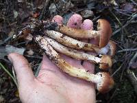 Armillaria gallica image