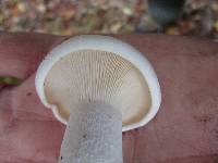 Clitocybe robusta image