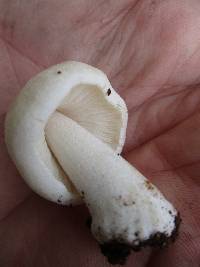 Pluteus tomentosulus image