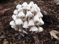 Mycena niveipes image