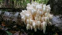 Hericium americanum image