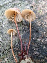 Marasmius suthepensis image