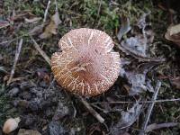 Tricholoma vaccinum image