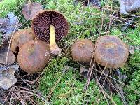 Cortinarius semisanguineus image