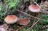 Hypholoma capnoides image