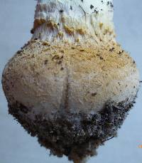 Amanita persicina image