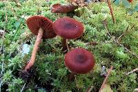 Cortinarius purpureus image