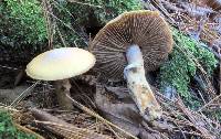 Cortinarius caperatus image