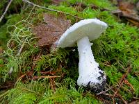 Amanita silvicola image