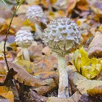 Chlorophyllum rachodes image