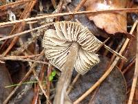 Entoloma sericeum image