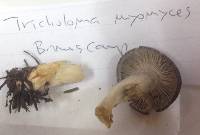 Tricholoma terreum image