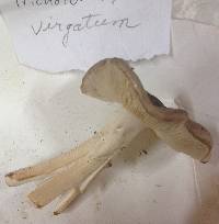 Tricholoma virgatum image