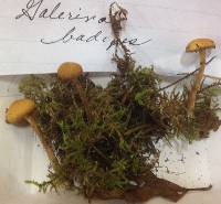 Galerina badipes image