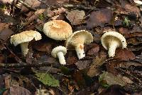 Lactarius deceptivus image