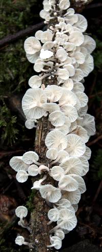 Hemimycena candida image