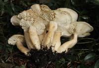Lyophyllum decastes image
